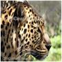 normal_bobcat4049©e