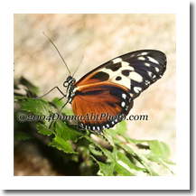 normal_bfly0094e