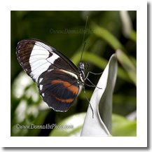 normal_bfly02062