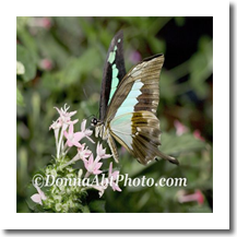 normal_bfly1193~0