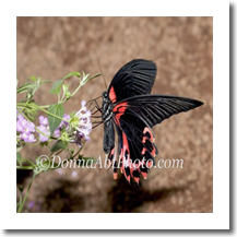 normal_bfly1410