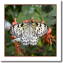 normal_bfly4178e