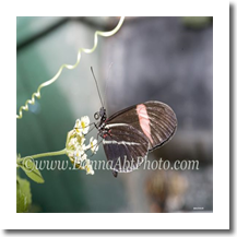normal_bfly4327