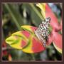 normal_bfly4342e