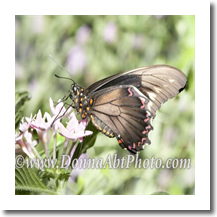 normal_bfly4807e