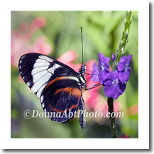 normal_bfly4838