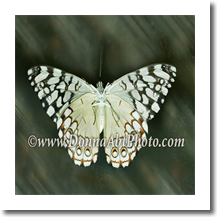 normal_bfly4859e