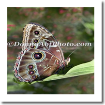 normal_bfly4895