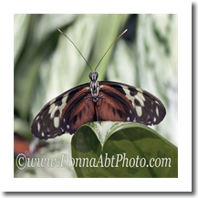 normal_bfly4940