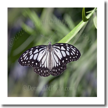 normal_bfly4955