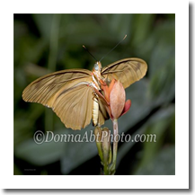 normal_bfly5130