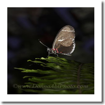 normal_bfly5160a