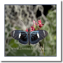 normal_bfly6763