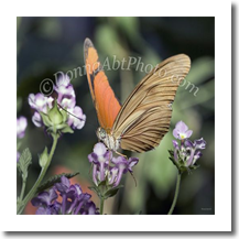 normal_bfly7353aa