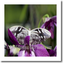 normal_bfly7458