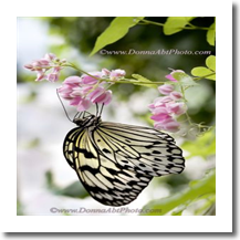 normal_bfy4784