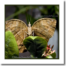 normal_bfy5097