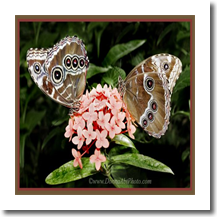 normal_bfy5584bb