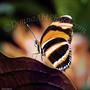 normal_bfy97a