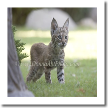 normal_bobcat1218e
