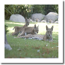 normal_bobcat1225e