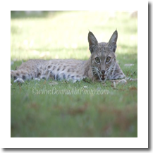 normal_bobcat1251e