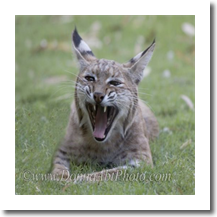 normal_bobcat1291e