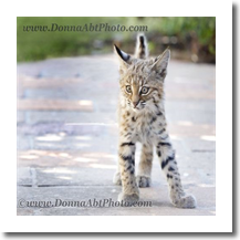 normal_bobcat4083e