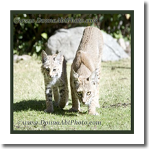 normal_bobcat4176e