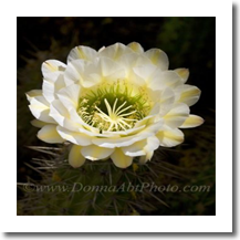 normal_cactus8701