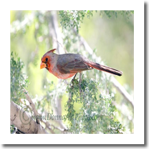 normal_card9135e