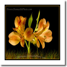 normal_flower4626
