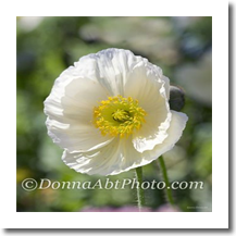 normal_flpoppy7480