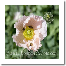normal_flpoppy7497