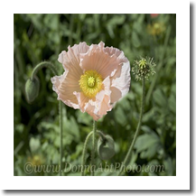 normal_flpoppy7559