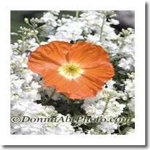 normal_flpoppy7653