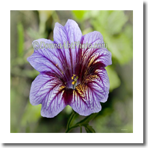 normal_flpurp8114