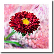 normal_flred1767
