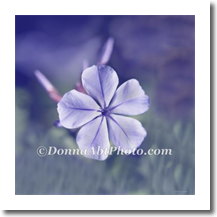 normal_flspringpurp7924