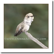 normal_hb8979e