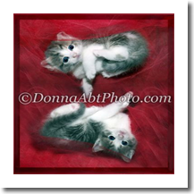 normal_kitty5055e