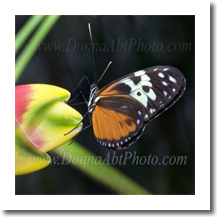 normal_normal_bfly41a