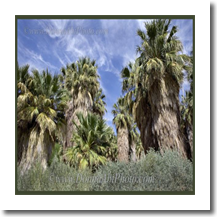 normal_palms1145