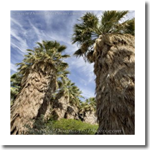 normal_palms135